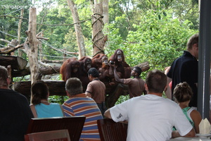 20090423 Singapore Zoo  5 of 97 